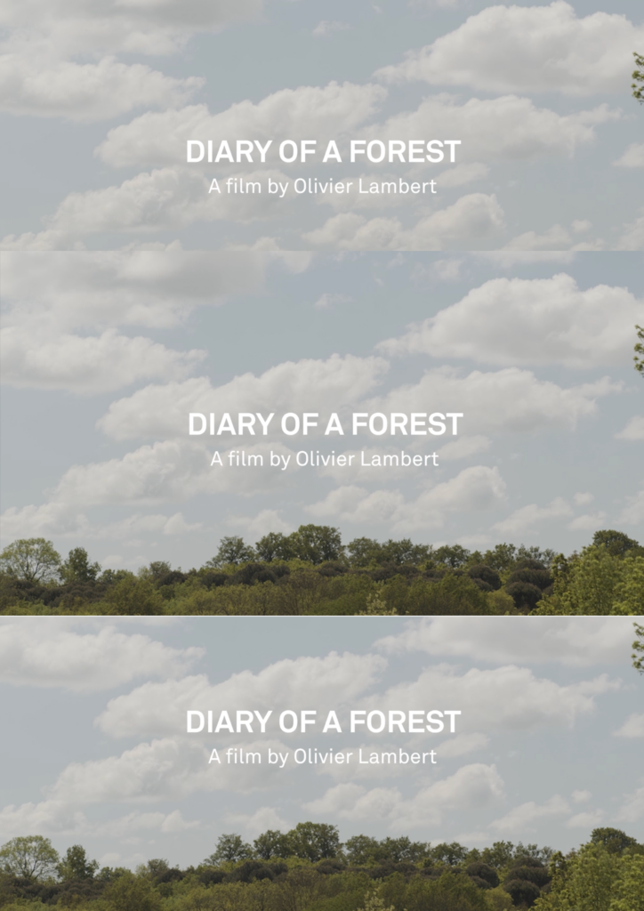 Image provisoire pour l'affiche du documentaire de commande Diary of a forest